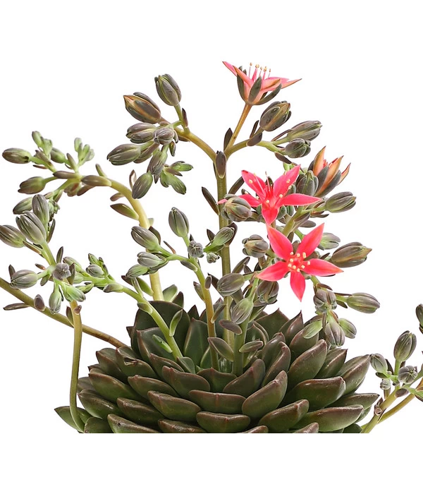 Graptopetalum - Graptopetalum Tacitus 4 Graptopetalum - Graptopetalum Tacitus – Bild 4