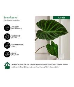Baumfreund - Philodendron Verrucosum 6 Baumfreund - Philodendron Verrucosum -Gardena Store 8731416 WE IG 001 PhilodendronVerrucosum