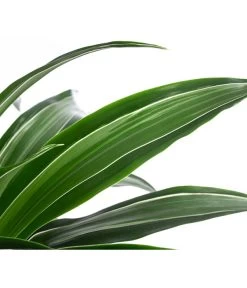 Drachenbaum - Dracaena 'White Stripe', In Keramik -Gardena Store 8742520 WE DE 004 DracaenaDeremensisWhiteStripeT21 MonatsangebotMai2022