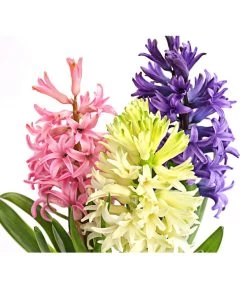 Hyazinthe 'Mixies' -Gardena Store 8747008 PR DE 001 Hyazinthen3erMixiesT12DehnerExpressHerzig