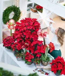 Rote Teppichbeere -Gardena Store 874704 WE MO 001 WeihnachtsblueherRot