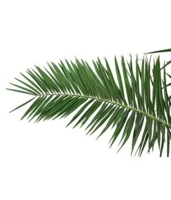 XXL Kanarische Dattelpalme, Ca. 170 Cm 5 XXL Kanarische Dattelpalme, Ca. 170 Cm -Gardena Store 8753063 PR DE 001 XXLKanarischeDattelpalme70L