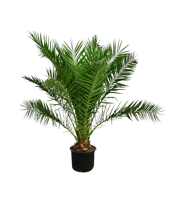XXL Kanarische Dattelpalme, Ca. 170 Cm 1 XXL Kanarische Dattelpalme, Ca. 170 Cm