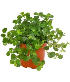 Kanonierblume - Pilea Depressa 'Sao Paulo'