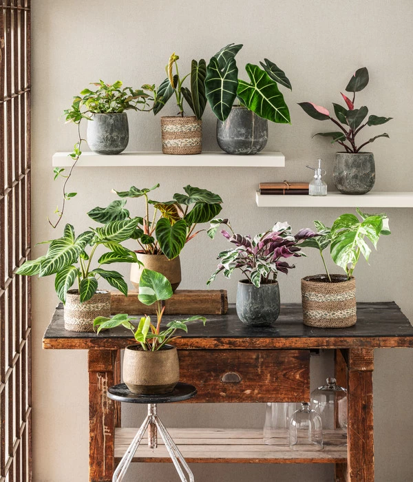 Baumfreund - Philodendron Verrucosum 2 Baumfreund - Philodendron Verrucosum – Bild 2