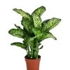 Dieffenbachie - Dieffenbachia Seguine 'Maroba'