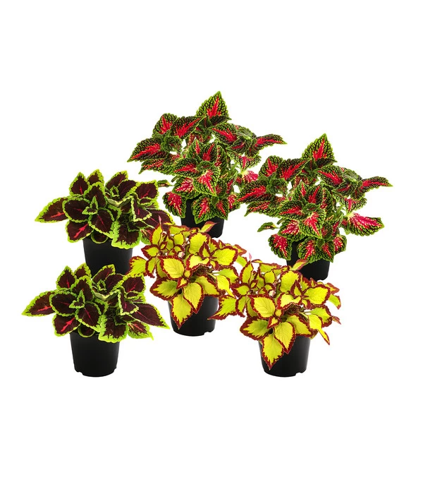 Beet- & Balkonpflanzen-Set Farbexplosion, 6-teilig 1 Beet- & Balkonpflanzen-Set Farbexplosion, 6-teilig