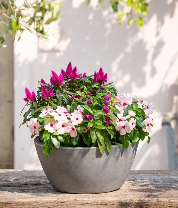 Kugelamaranth 3 Kugelamaranth – Bild 3