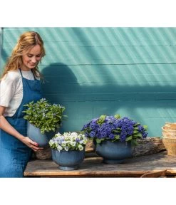 Rosenprimel 'Belarina', Verschiedene Farben -Gardena Store 8806606 PR MO 001 RosenprimelBelarina Fruehling BlauesWunder Content 2023