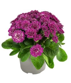 Rosenprimel 'Belarina', Verschiedene Farben -Gardena Store 8806606 WE FS 001 RosenprimelCandyFrostT12