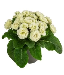 Rosenprimel 'Belarina', Verschiedene Farben -Gardena Store 8806606 WE FS 005 RosenprimelCremeT12