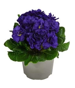 Rosenprimel 'Belarina', Verschiedene Farben -Gardena Store 8806606 WE FS 006 RosenprimelBlueChampionT12