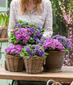 Rosenprimel 'Belarina', Verschiedene Farben -Gardena Store 8806606 WE MO 001 RosenPrimel