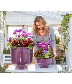 Rosenprimel 'Belarina', Verschiedene Farben -Gardena Store 8806606 WE MO 001 RosenprimelAnemoneKugelprimel GC02 2023 01