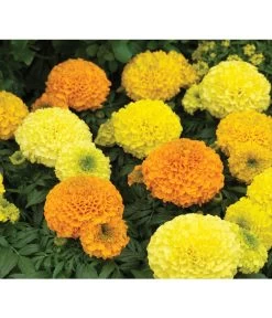 Studentenblume, Großblumig, Verschiedene Sorten 9 Studentenblume, Großblumig, Verschiedene Sorten -Gardena Store 8807117 WE DE 002 AntiguaYellowMoonstruckDeepOrangeSyngenta