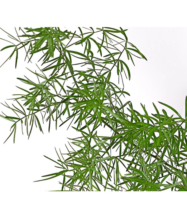 Zierspargel 2 Zierspargel – Bild 2