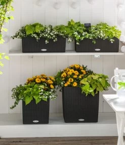 Süßkartoffel, Verschiedene Farben 10 Süßkartoffel, Verschiedene Farben -Gardena Store 8809592 8824500 WE MO 001 SuteraSchneefloeckchenWeiss GC07 2022 01