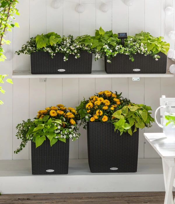 Süßkartoffel, Verschiedene Farben 4 Süßkartoffel, Verschiedene Farben – Bild 4