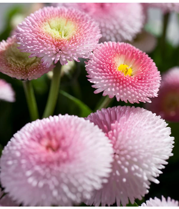 Beet- & Balkonpflanzen-Set Rosa Frühling, 6-teilig 10 Beet- & Balkonpflanzen-Set Rosa Frühling, 6-teilig – Bild 10