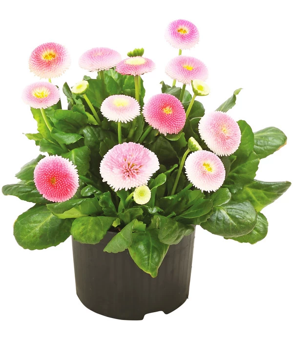 Beet- & Balkonpflanzen-Set Rosa Frühling, 6-teilig 4 Beet- & Balkonpflanzen-Set Rosa Frühling, 6-teilig – Bild 4