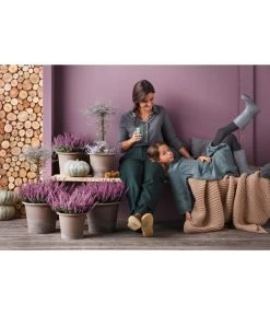 Knospenheide 'Hilda®' -Gardena Store 8810319 PR MO 003 CallunaHildaT11Knospenheide 8811184 CorokiaCotoneasterT12ZickzackstrauchGC20