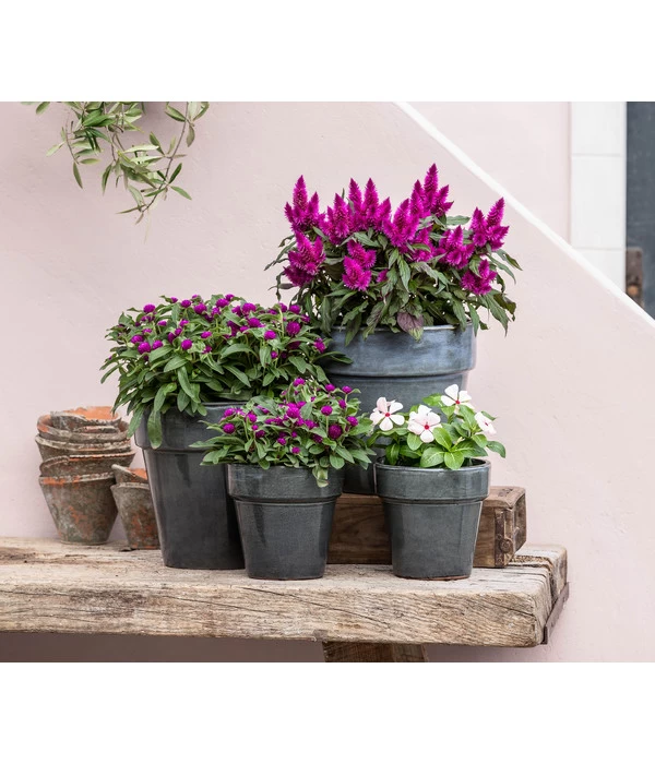 Kugelamaranth 2 Kugelamaranth – Bild 2