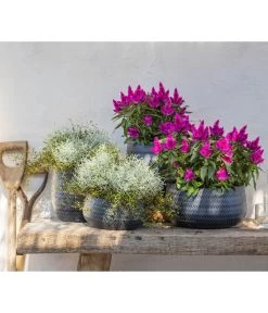 Mueca - Gitterkraut Und Mühlenbeckia -Gardena Store 8810657 WE MO 002 Celosia