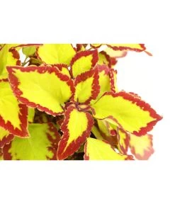 Beet- & Balkonpflanzen-Set Farbexplosion, 6-teilig 12 Beet- & Balkonpflanzen-Set Farbexplosion, 6-teilig -Gardena Store 8811127 PR DE 002 BuntnesselSolenostemonT13DehnerExpressHerzig