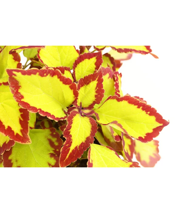 Beet- & Balkonpflanzen-Set Farbexplosion, 6-teilig 5 Beet- & Balkonpflanzen-Set Farbexplosion, 6-teilig – Bild 5