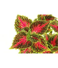 Beet- & Balkonpflanzen-Set Farbexplosion, 6-teilig 14 Beet- & Balkonpflanzen-Set Farbexplosion, 6-teilig -Gardena Store 8811127 PR DE 005 BuntnesselSolenostemonT13DehnerExpressHerzig