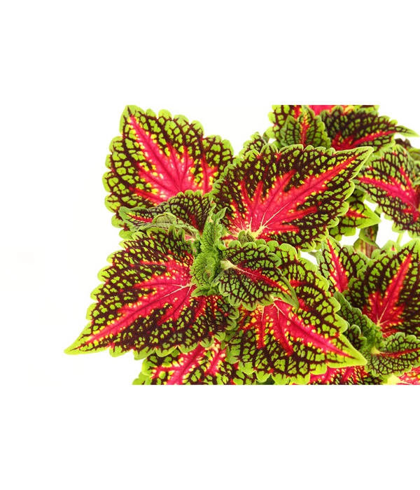 Beet- & Balkonpflanzen-Set Farbexplosion, 6-teilig 7 Beet- & Balkonpflanzen-Set Farbexplosion, 6-teilig – Bild 7