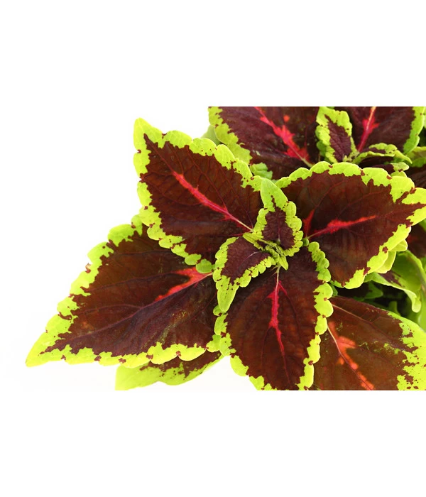 Beet- & Balkonpflanzen-Set Farbexplosion, 6-teilig 3 Beet- & Balkonpflanzen-Set Farbexplosion, 6-teilig – Bild 3