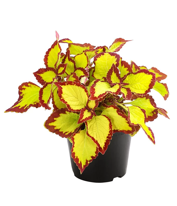 Beet- & Balkonpflanzen-Set Farbexplosion, 6-teilig 4 Beet- & Balkonpflanzen-Set Farbexplosion, 6-teilig – Bild 4