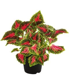 Beet- & Balkonpflanzen-Set Farbexplosion, 6-teilig 13 Beet- & Balkonpflanzen-Set Farbexplosion, 6-teilig -Gardena Store 8811127 PR FS 005 BuntnesselSolenostemonT13DehnerExpressHerzig