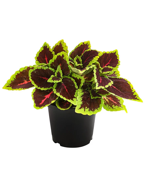 Beet- & Balkonpflanzen-Set Farbexplosion, 6-teilig 2 Beet- & Balkonpflanzen-Set Farbexplosion, 6-teilig – Bild 2