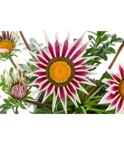 Mittagsgold, Verschiedene Farben -Gardena Store 8812851 WE DE 001 GazaniaT12