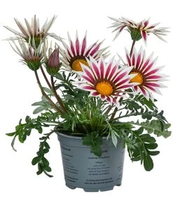 Mittagsgold, Verschiedene Farben -Gardena Store 8812851 WE FS 001 GazaniaT12