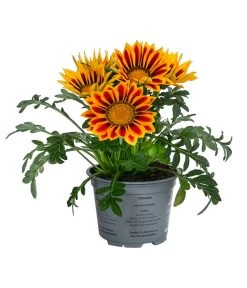 Mittagsgold, Verschiedene Farben -Gardena Store 8812851 WE FS 003 GazaniaT12