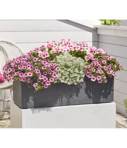 Minihängepetunie 'Rosenauge' -Gardena Store 8812992 8809568 8809568 8815938 WE MO 001 GeranieStehendSmokeyEye LobulariaSnowPrincess MinihaengepetunieRosenauge