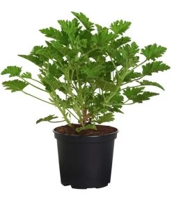 Duftgeranie, Verschiedene Sorten