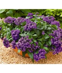 Vanilleblume 7 Vanilleblume -Gardena Store 8814279 BildFS 001 SonnenwendeVanilleblumeHeliotropiumArborescens