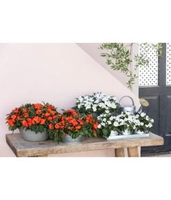 Zink Kräutertöpfchen Mit Untersetzer -Gardena Store 8814634 WE MO 001 ImpatiensT12 1