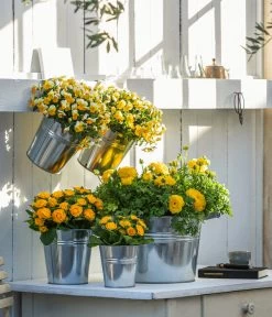 Rosenprimel 'Belarina', Verschiedene Farben -Gardena Store 8815011 8808214 8806606 WE MO 001 RanunkelHornveilchenRosenprimel