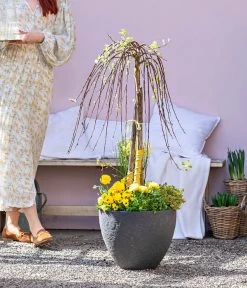 Dehner Gourmet Garten Zitronen-Thymian -Gardena Store 8815011 WE MO 001 FrueheFarbefuersZuhauseGelb