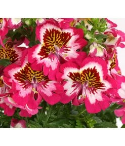 Bauernorchidee 15 Bauernorchidee -Gardena Store 8815367 PR DE 001 SchizanthusT12DehnerExpressHerzig