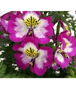 Bauernorchidee 16 Bauernorchidee -Gardena Store 8815367 PR DE 002 SchizanthusT12DehnerExpressHerzig