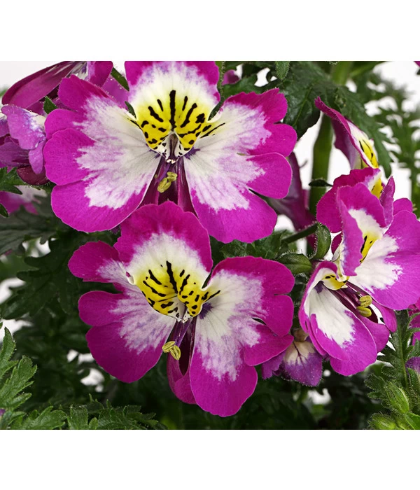 Bauernorchidee 8 Bauernorchidee – Bild 8