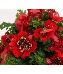 Bauernorchidee 17 Bauernorchidee -Gardena Store 8815367 PR DE 003 SchizanthusT12DehnerExpressHerzig