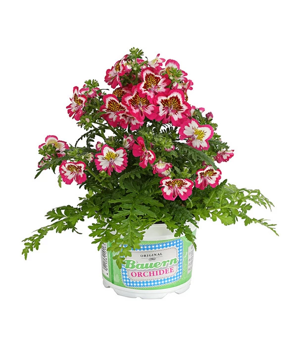 Bauernorchidee 1 Bauernorchidee