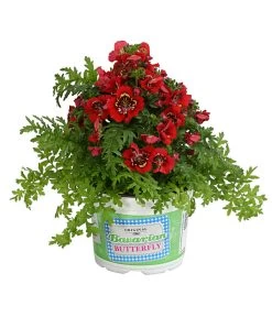 Bauernorchidee 11 Bauernorchidee -Gardena Store 8815367 PR FS 003 SchizanthusT12DehnerExpressHerzig